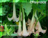 Apricot Moonflower