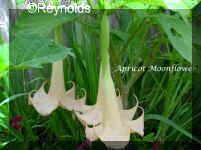 Apricot Moonflower