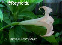 Apricot Moonflower