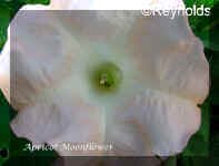 Apricot Moonflower