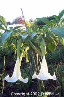 SPBrug_KylesGiantWhite_22.jpg (76984 bytes)