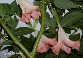 frostypink3.jpg (80060 bytes)