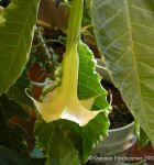 Copy_of_sunset.jpg (66599 bytes)