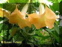 Maya.jpg (96450 bytes)