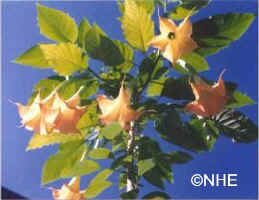 insignis_Orange.jpg (19048 bytes)