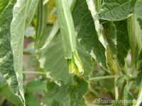 shsunset.jpg (69999 bytes)