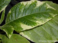 shsunsetb.jpg (90303 bytes)