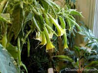 shsunsetc.jpg (101130 bytes)