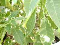 shsunsetd.jpg (97447 bytes)