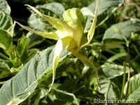 shsunsete.jpg (76961 bytes)