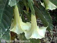 shsunsetf.jpg (23817 bytes)