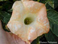 shsunsetg.jpg (48732 bytes)