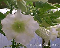 suavvariegcrop.jpg (43907 bytes)