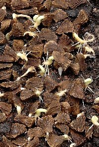 new seedling sprouting from seed cap